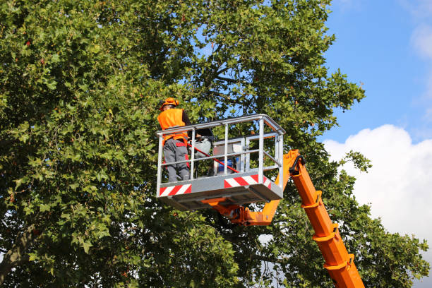 Reliable Siloam Springs, AR Tree Care  Solutions